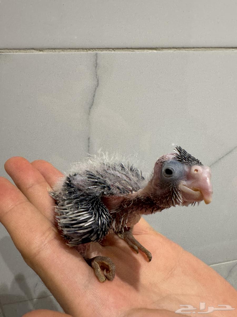 فرخ كروان وايت فيس اليف جدا بداية غر64623293934339112