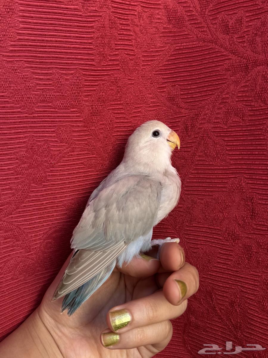 طير روز اليف هدد نشبهه مناسب للاطفال و الكبار64621117401345112