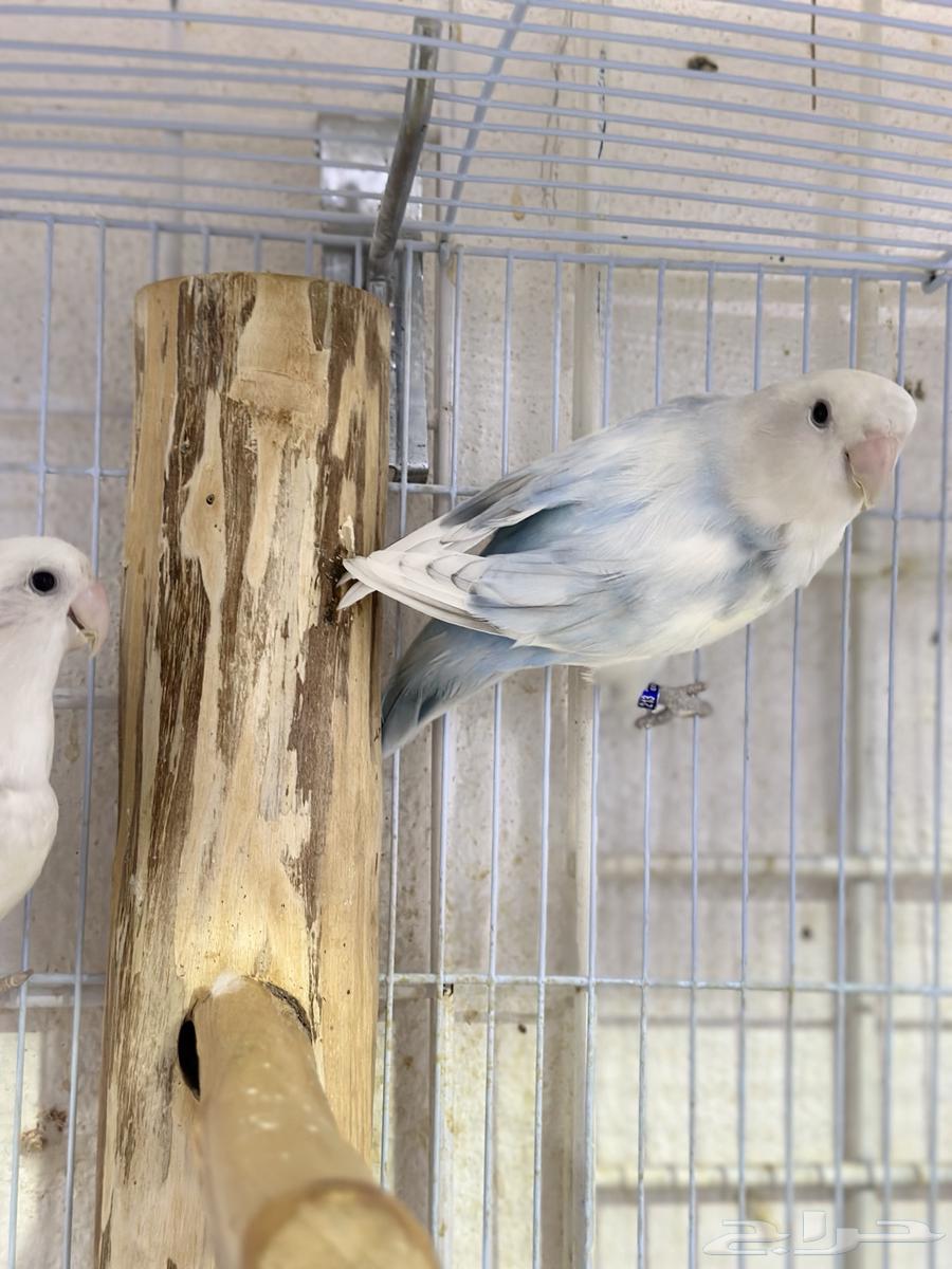 Premium Date Boxes – Excellent Quality Levels64626175984513113