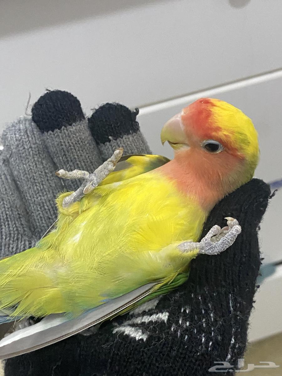 روز انثى للبيع اقبل بدل64621355465730113