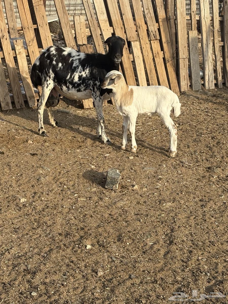 شاه رفيديه معها طلي تم البيع64622166213633111