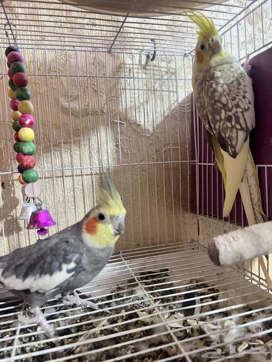 كروان للبيع64618202349571111