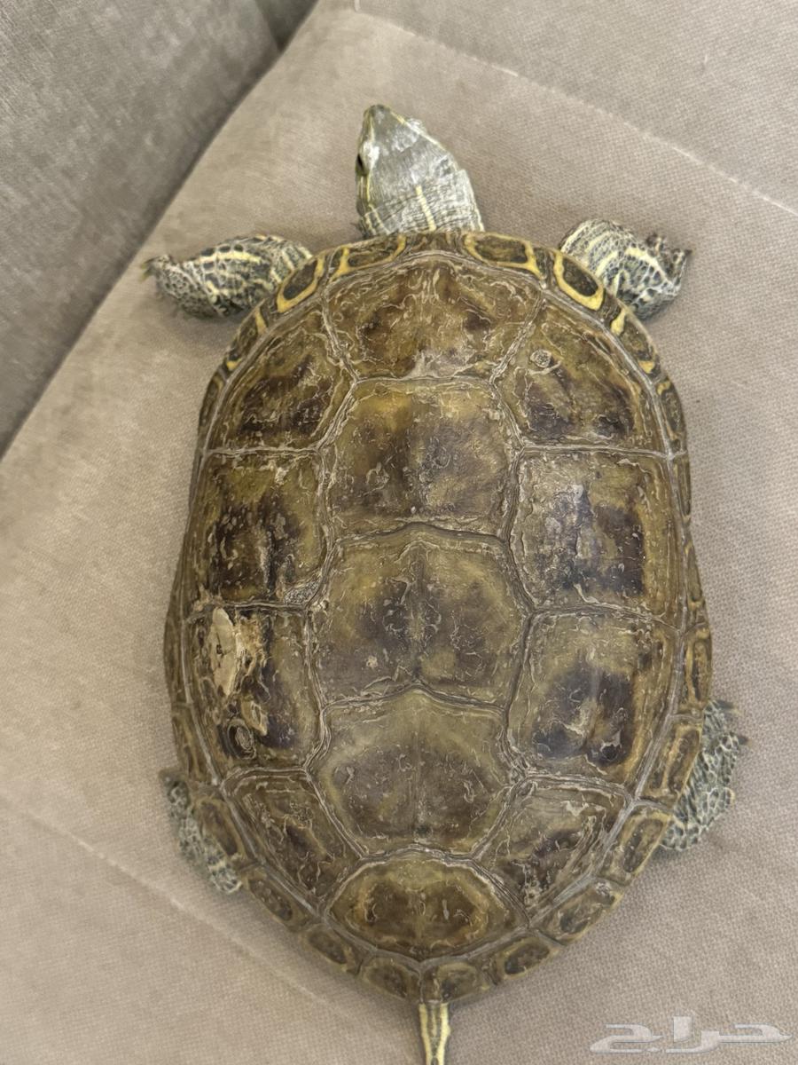 سلحفاء للبيع 150 ريال64617175640067110