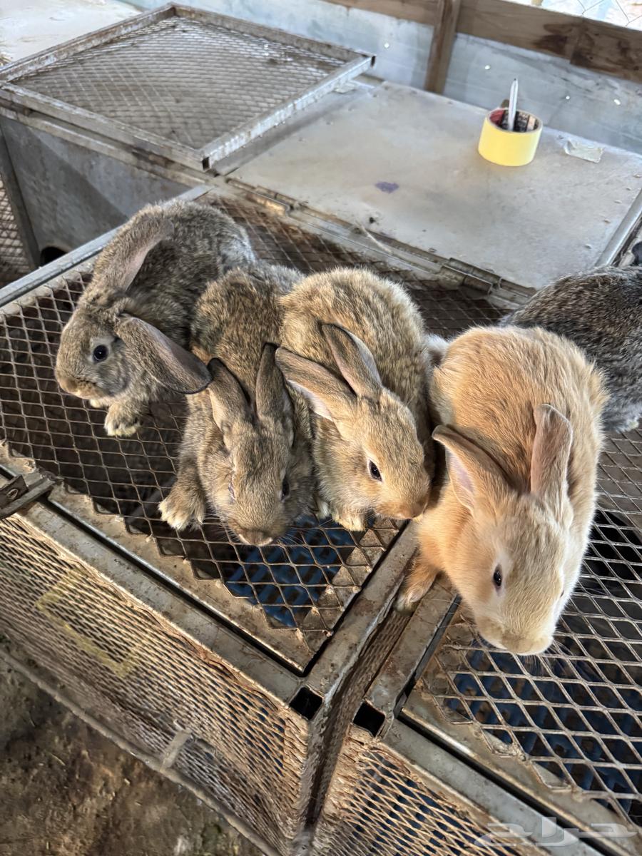 عرضين ارانب سلالات عملاقة (تم البيع)64619229766402114