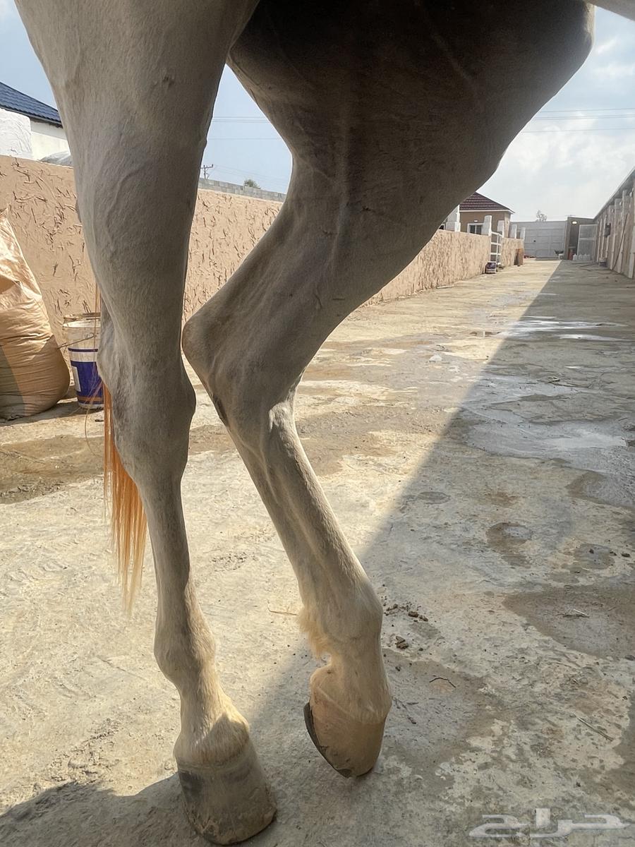 فرس شعبية للبيع64621891885443113