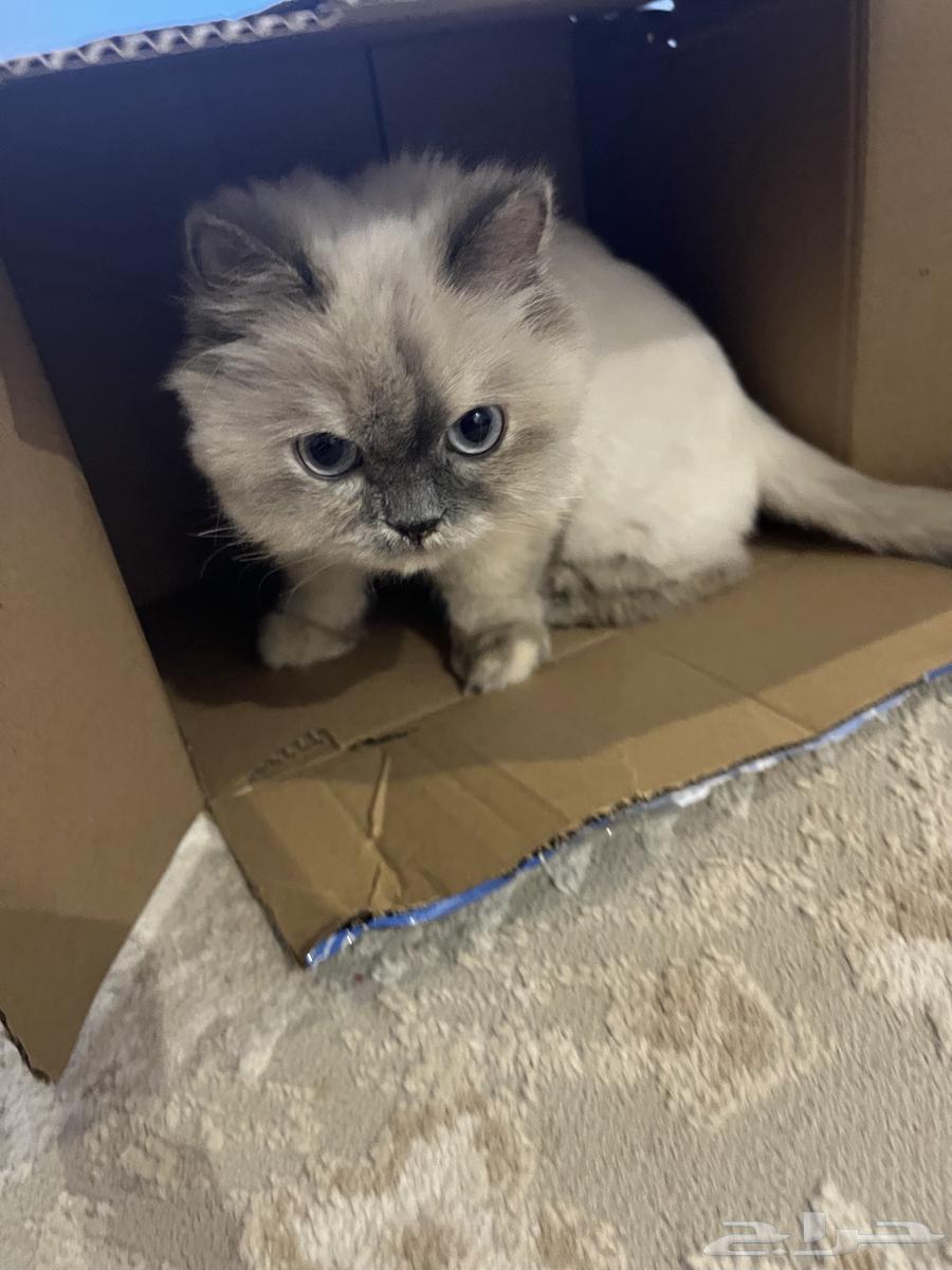 قط همالايا ضايع في النظيم الي يحصله يتواصل معي64620717481985110