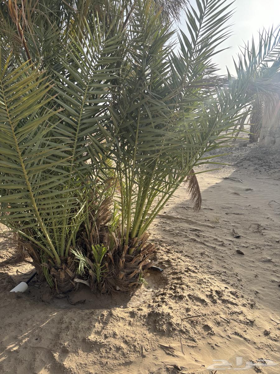 جثايث صفري للبيع64621966953729110