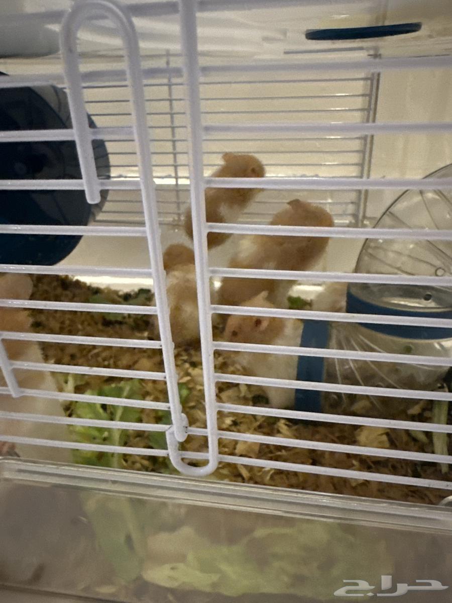 زوج هامستر للبيع64617700317443112