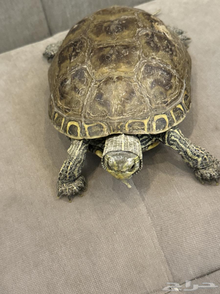 سلحفاء للبيع 150 ريال64617175640067111