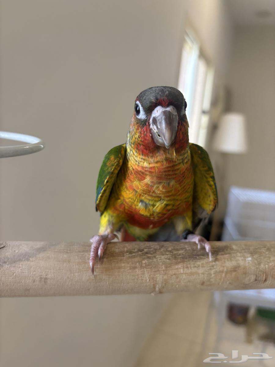 Senior Yellow-sided Red Factor (Male Analyst)64624524160258110