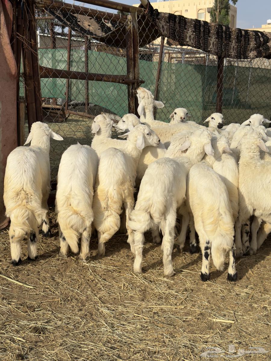 Harsh Sheep64619979952258110