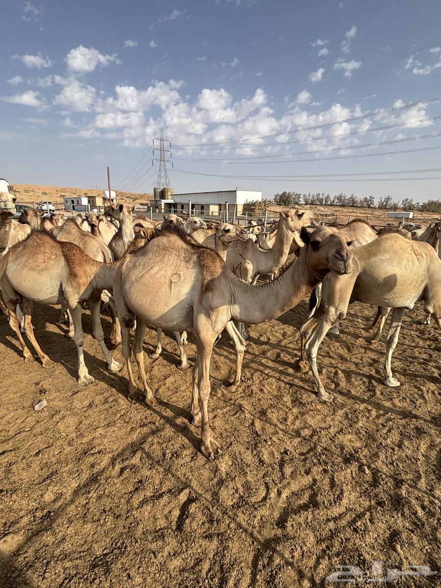 بعير حشو سواكن طيبة للبيع ( مرابي )64625185224705111