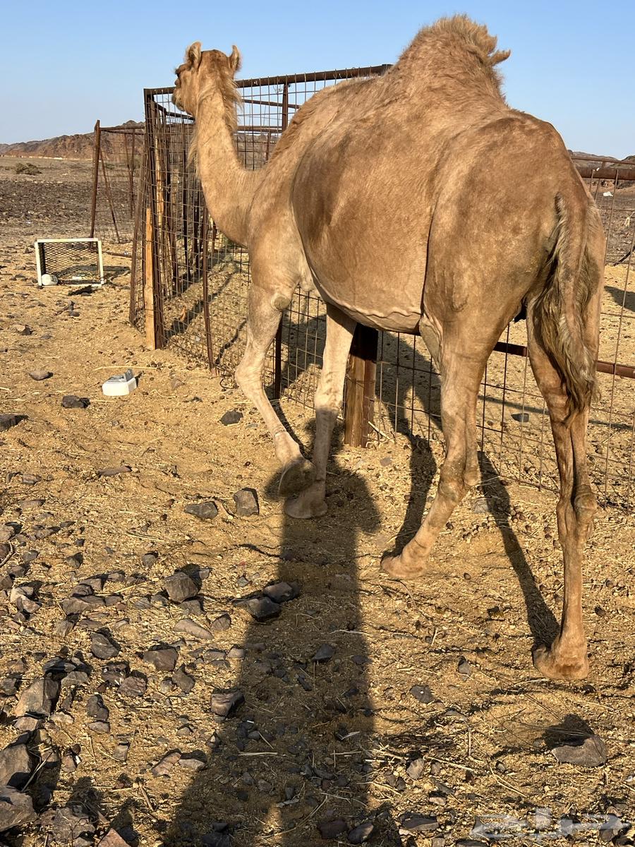 لقحه ساحليه ملاقي باقي لها 15 يوم ب 6600 تم البيع64618227293955111