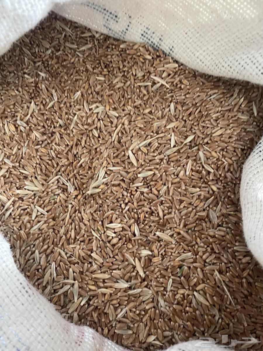 ب ر عضوي على مياه الأمطار إنتاج السنه هذي جديد سعر مغري64622500449027112