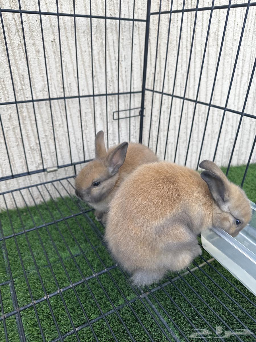 ارانب نذرلاند الهولندية القزمة64622265809409110