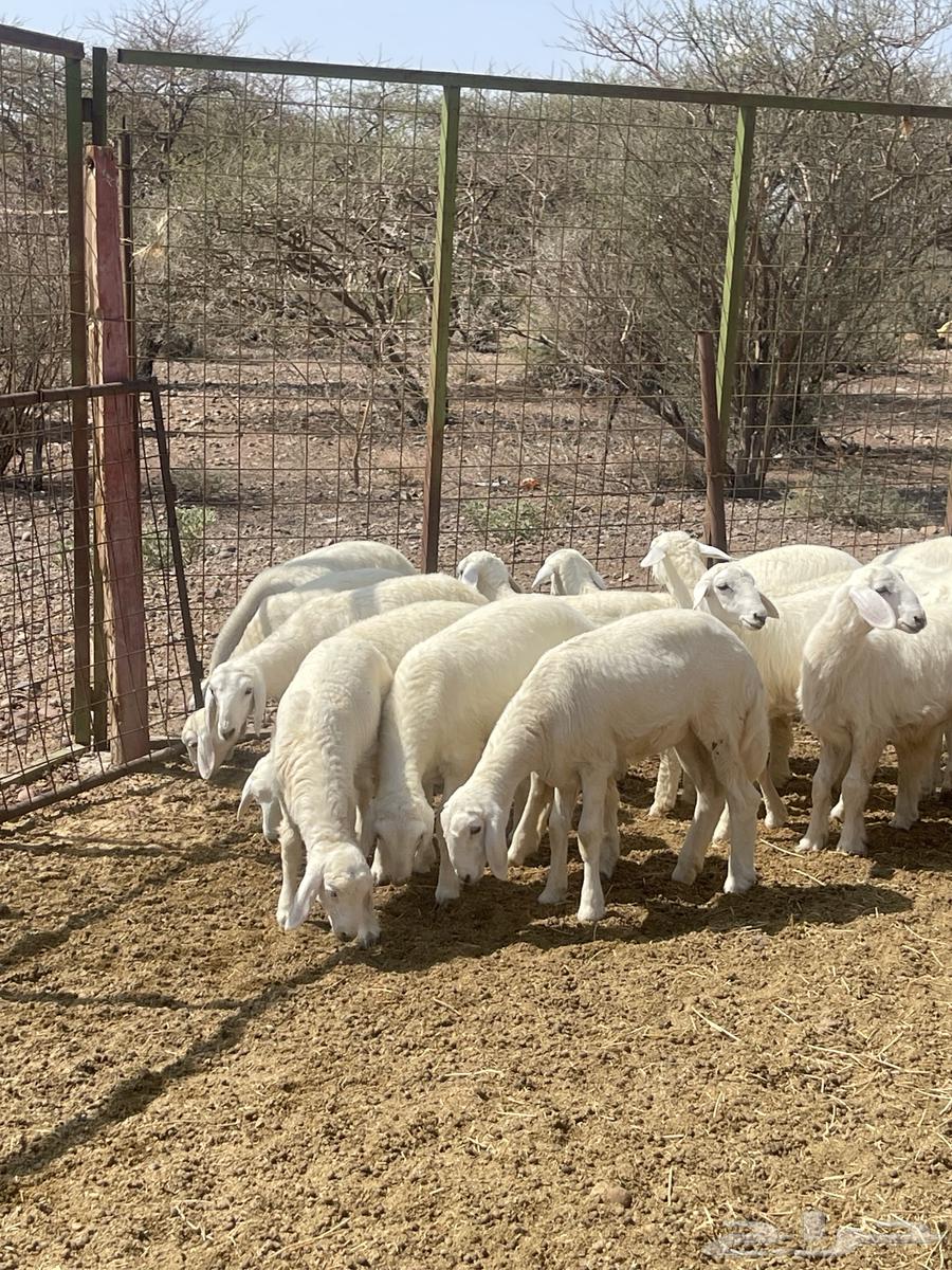 رخال ( تم البيع )64575000266755110