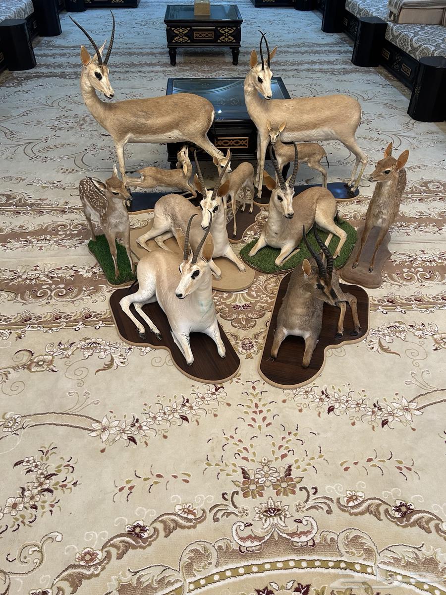 محنطات للبيع في بيشة64621879292930110