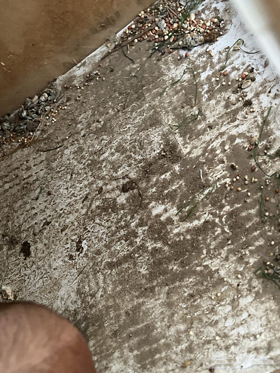 قفص كاسكو64622974314882113