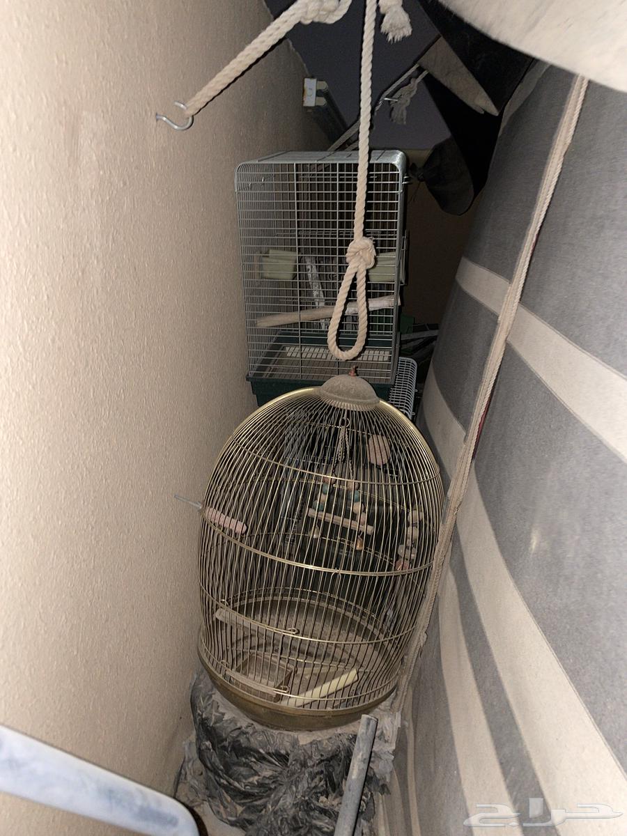 قفص طيور للبيع64522837355523113