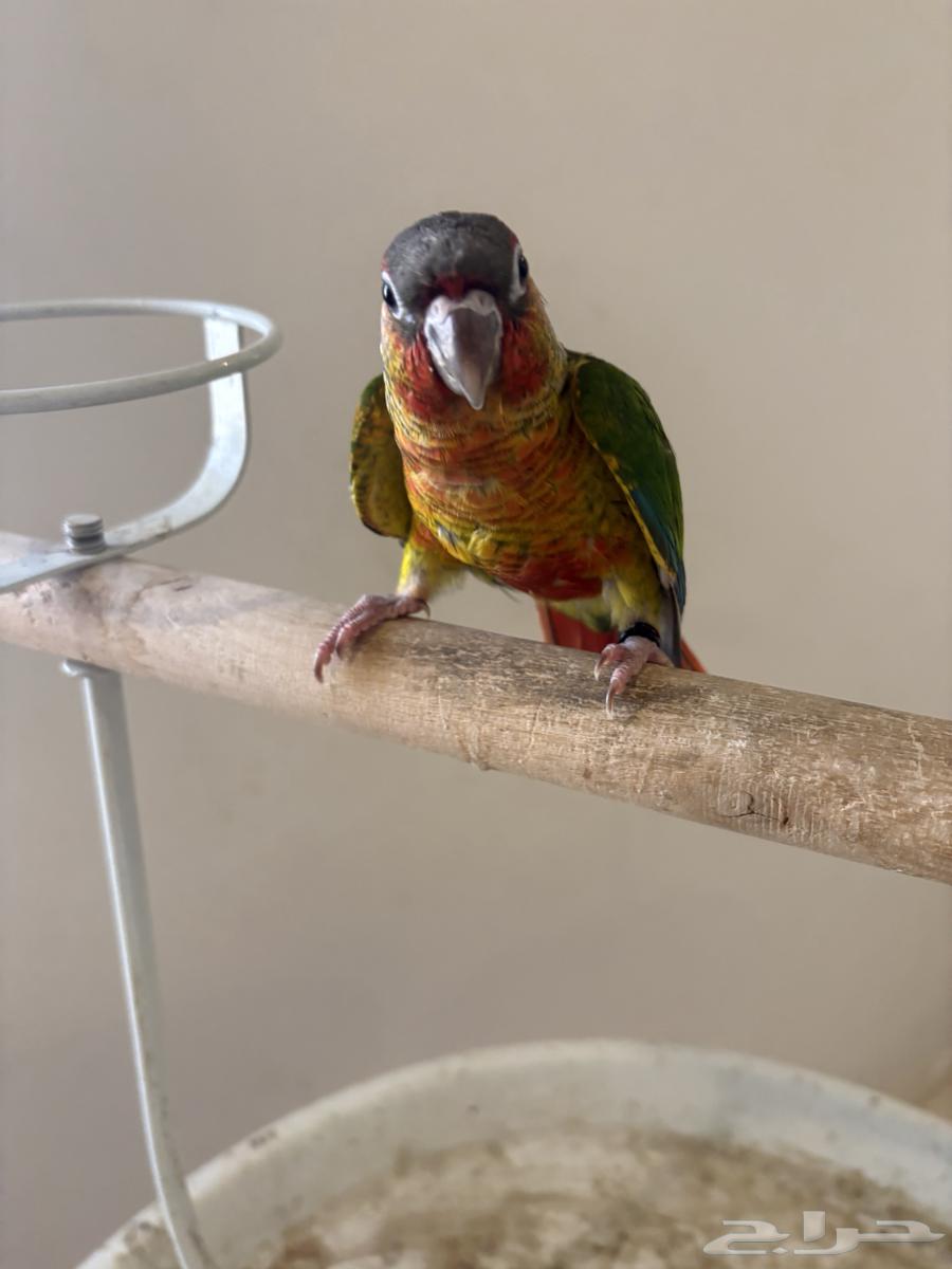 Senior Yellow-sided Red Factor (Male Analyst)64624524160258112