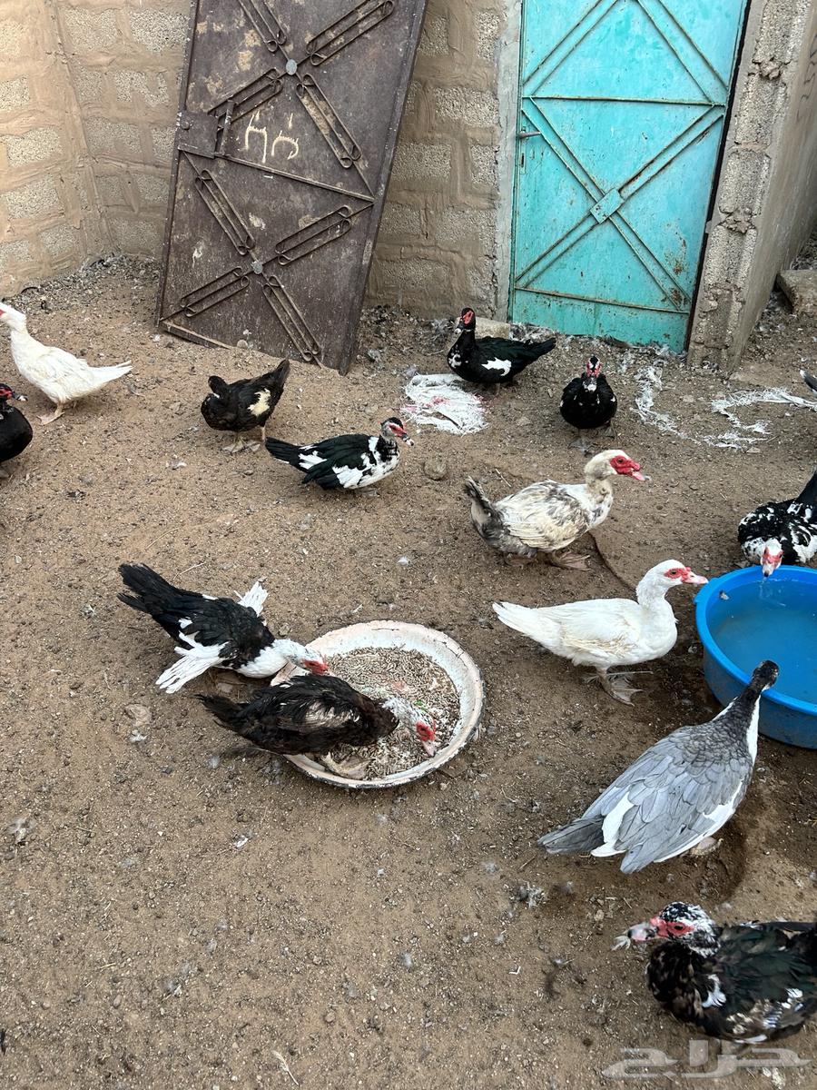 اناثي بح ( بط مصري )64623122226690110