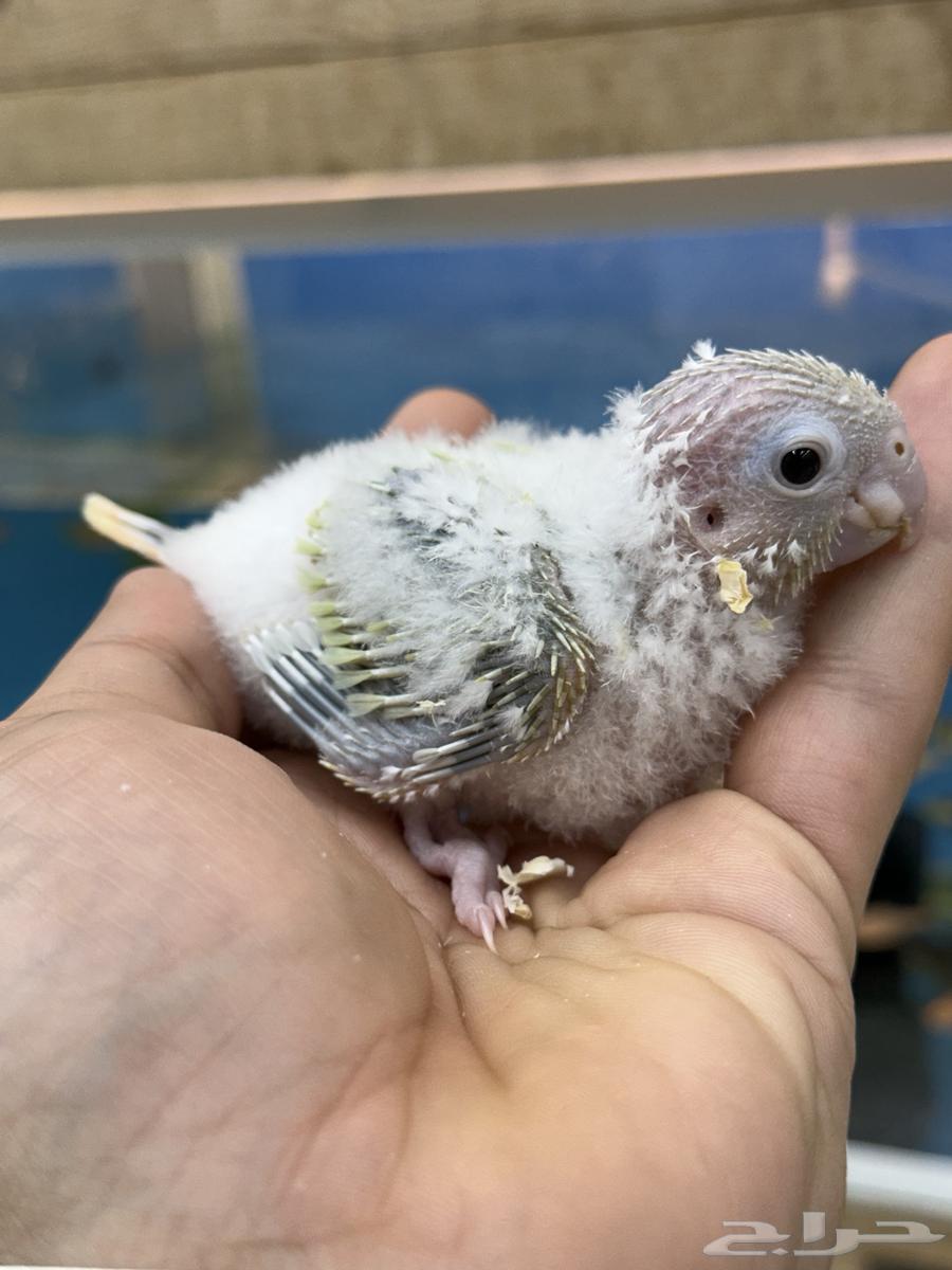 فروخ لوري و كنيور64617502859523111