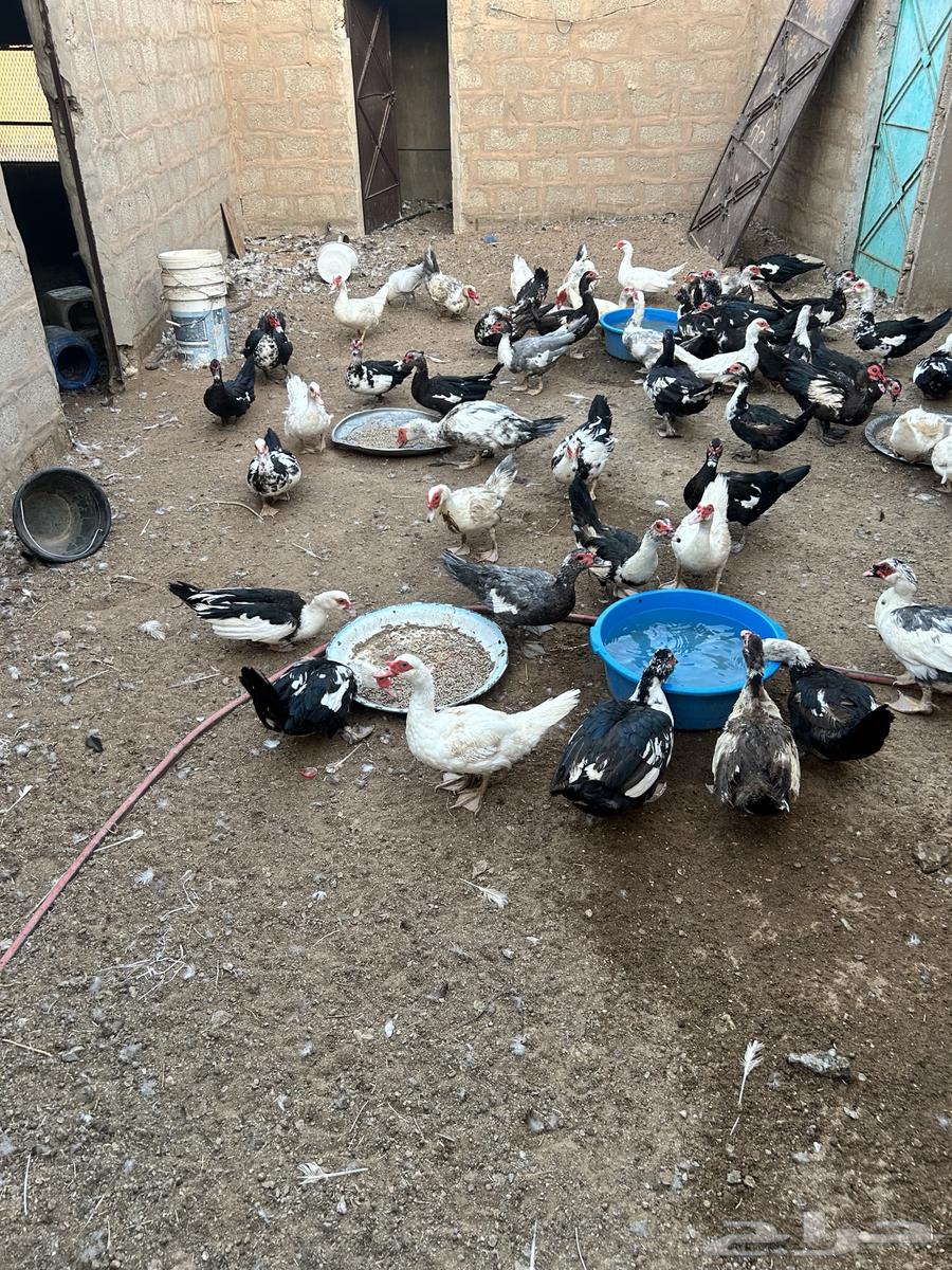 اناثي بح ( بط مصري )64623122226690112