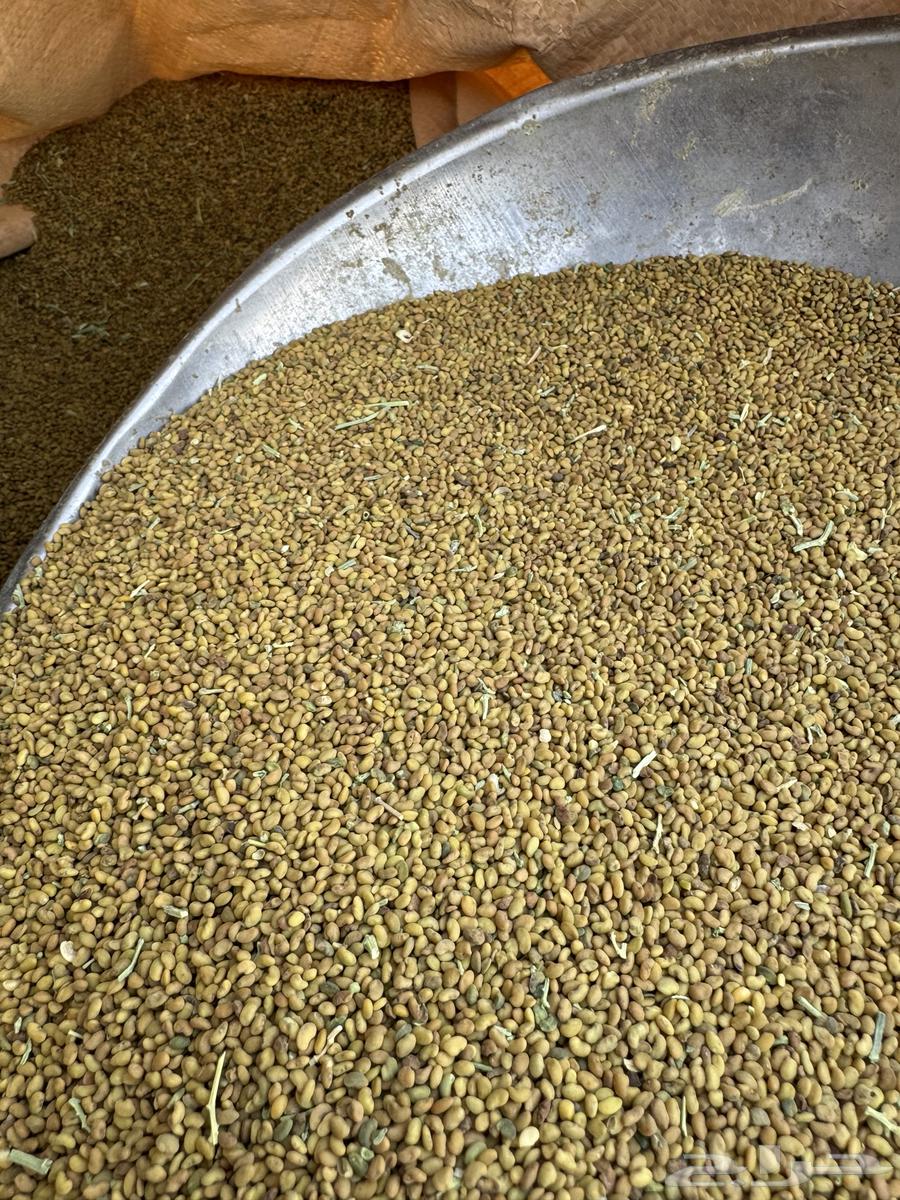 بذر برسيم صبخاوي المدينة64625504259202110