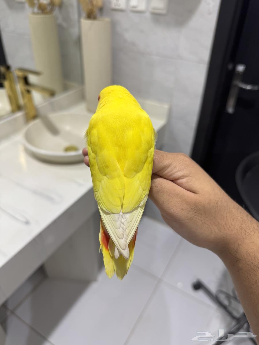 روز لاتينو عيون حمراء اليف حمامه للبيع64624585226499112