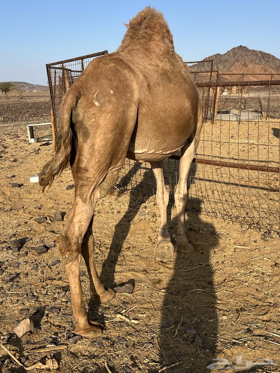 لقحه ساحليه ملاقي باقي لها 15 يوم ب 6600 تم البيع64618227293955112