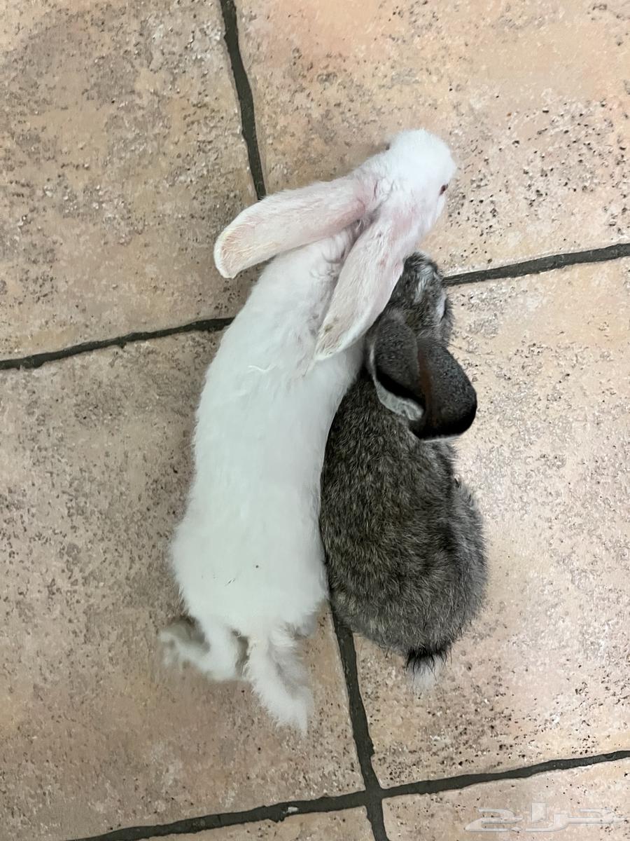 ارانب لل بيع الواحد 38 كاش64623545290499111