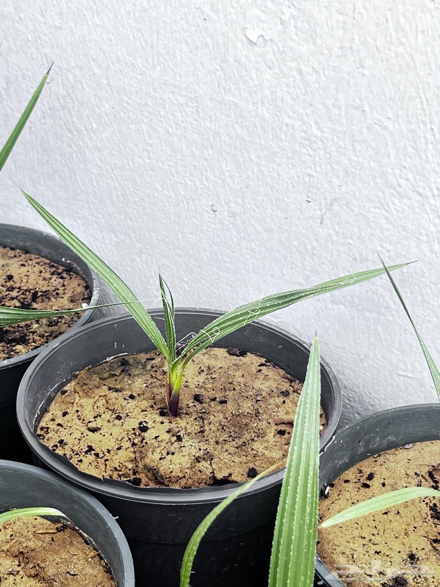 نخيل واشنطنونيا64618551978625111