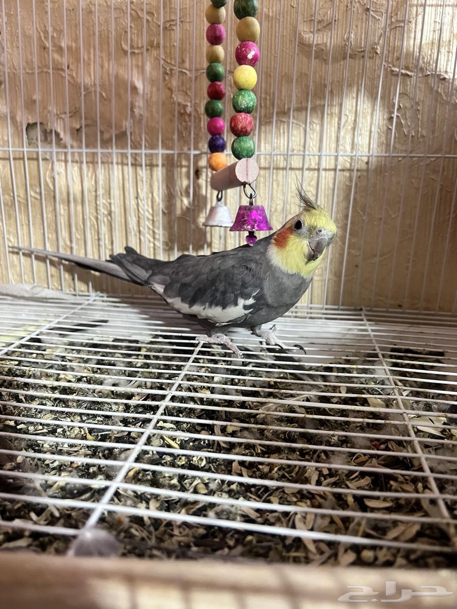 كروان للبيع64618202349571110