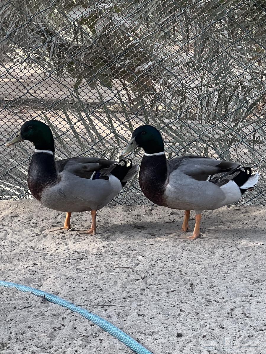 بط خضيري دم صافي64625760961154110