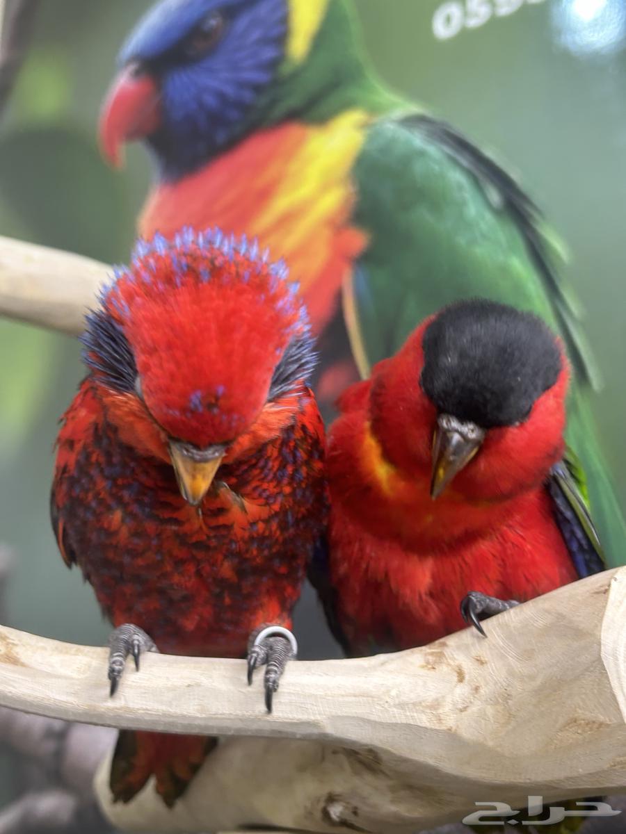 فرخين لوري يلوبايد و بلوستريك اليفين وهدد64622314907010113