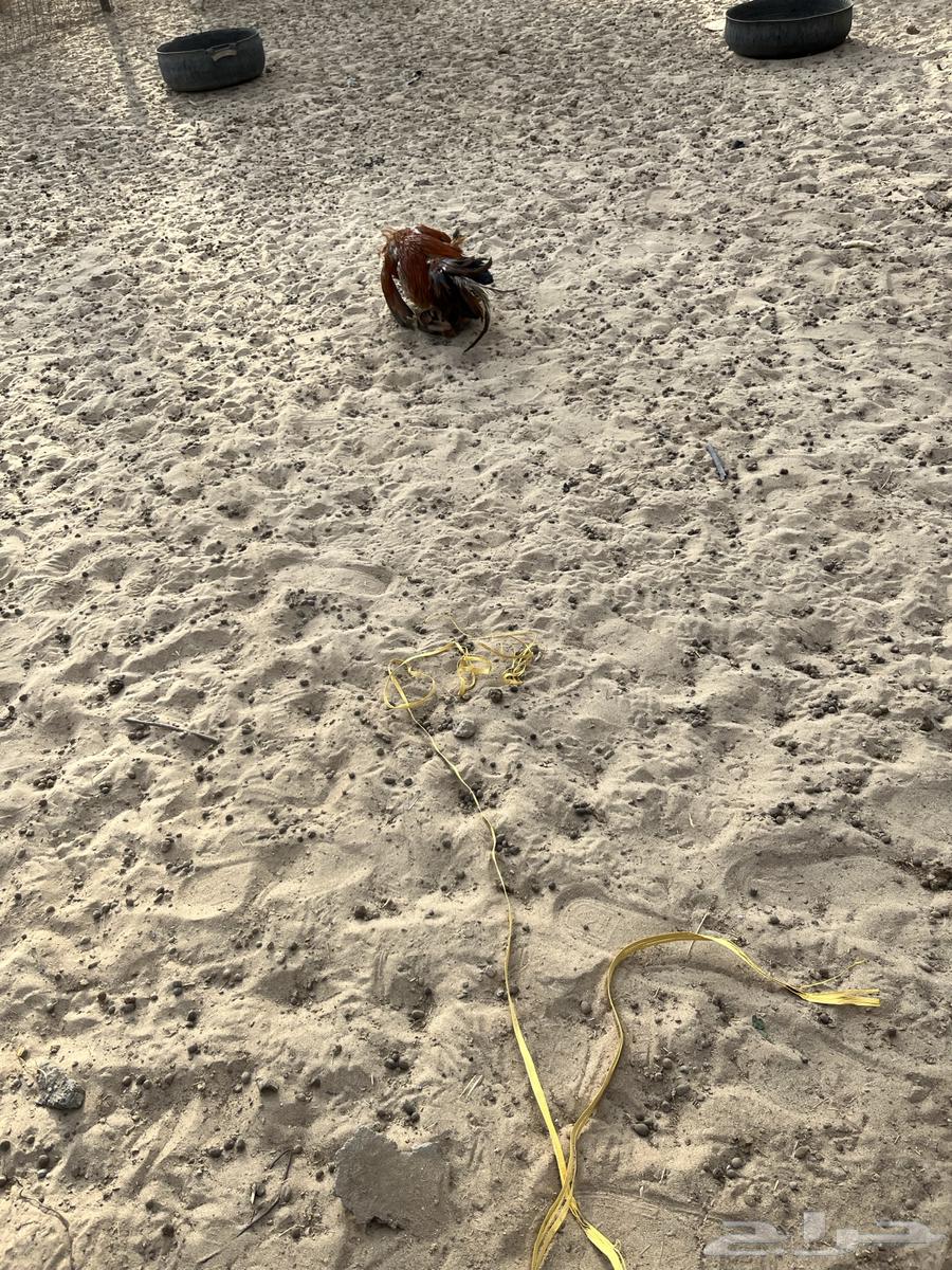 ديك ترثه قديم64620792658946114