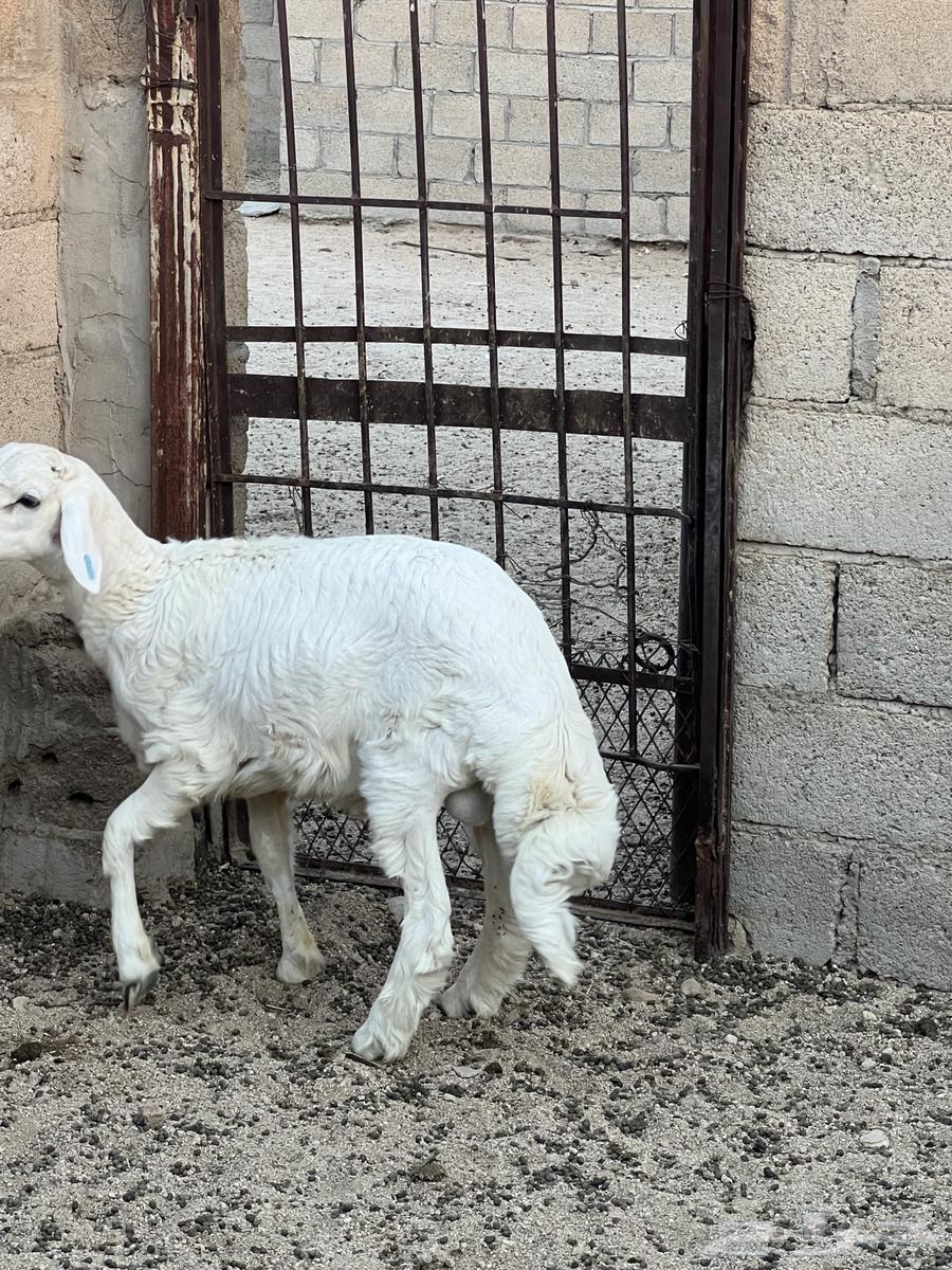 طلي عمره تقريبا 5 شهور ونص.64624524174979111