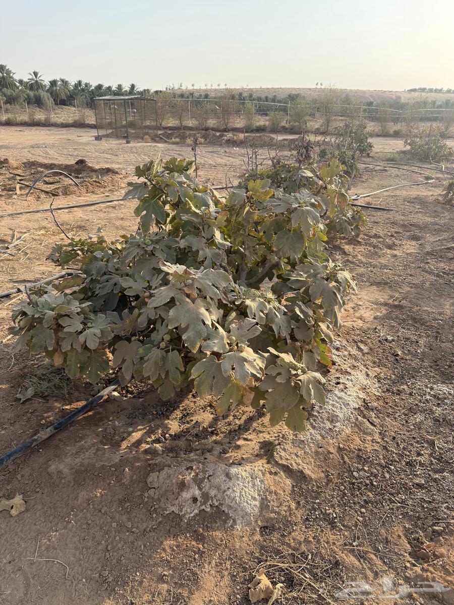 Fig Trees for Sale64619580100098110