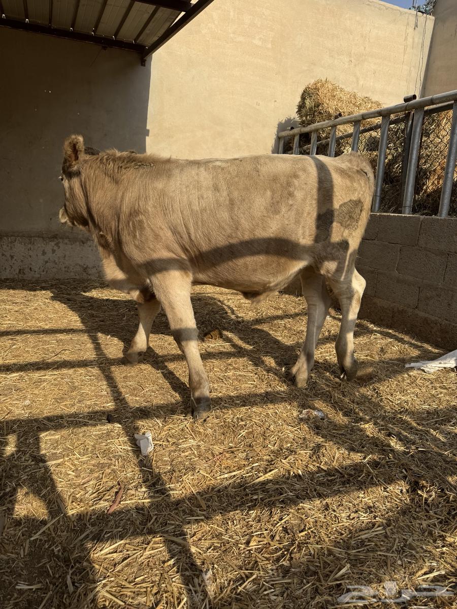 عجل سويسري بيور للبيع 6 شهور64623625836931111