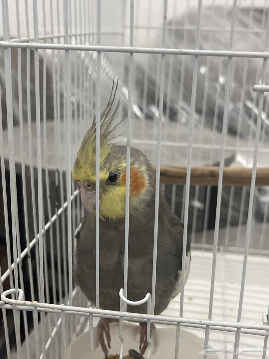 Cranesbill Bird Singing and Tame64623244719873110