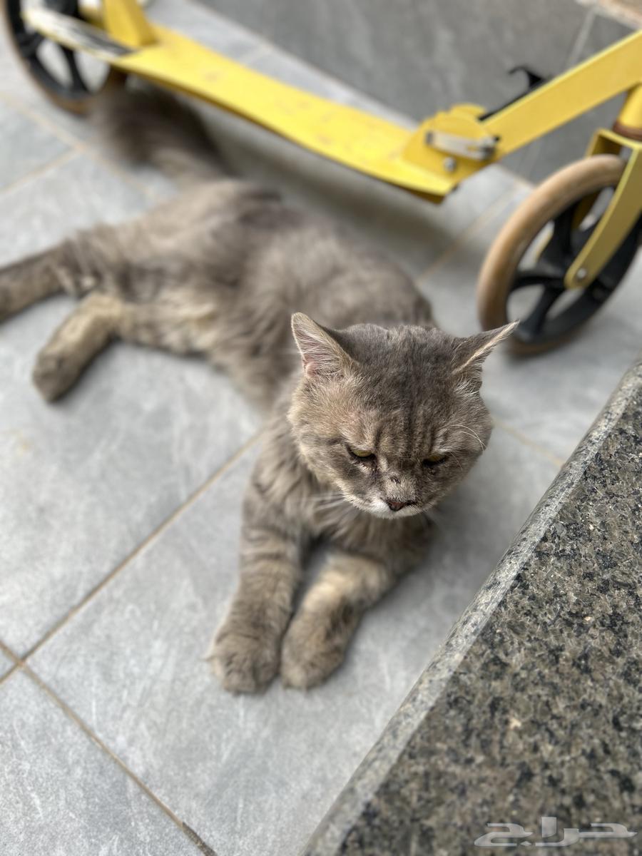 قط لتنبي64160441881089110