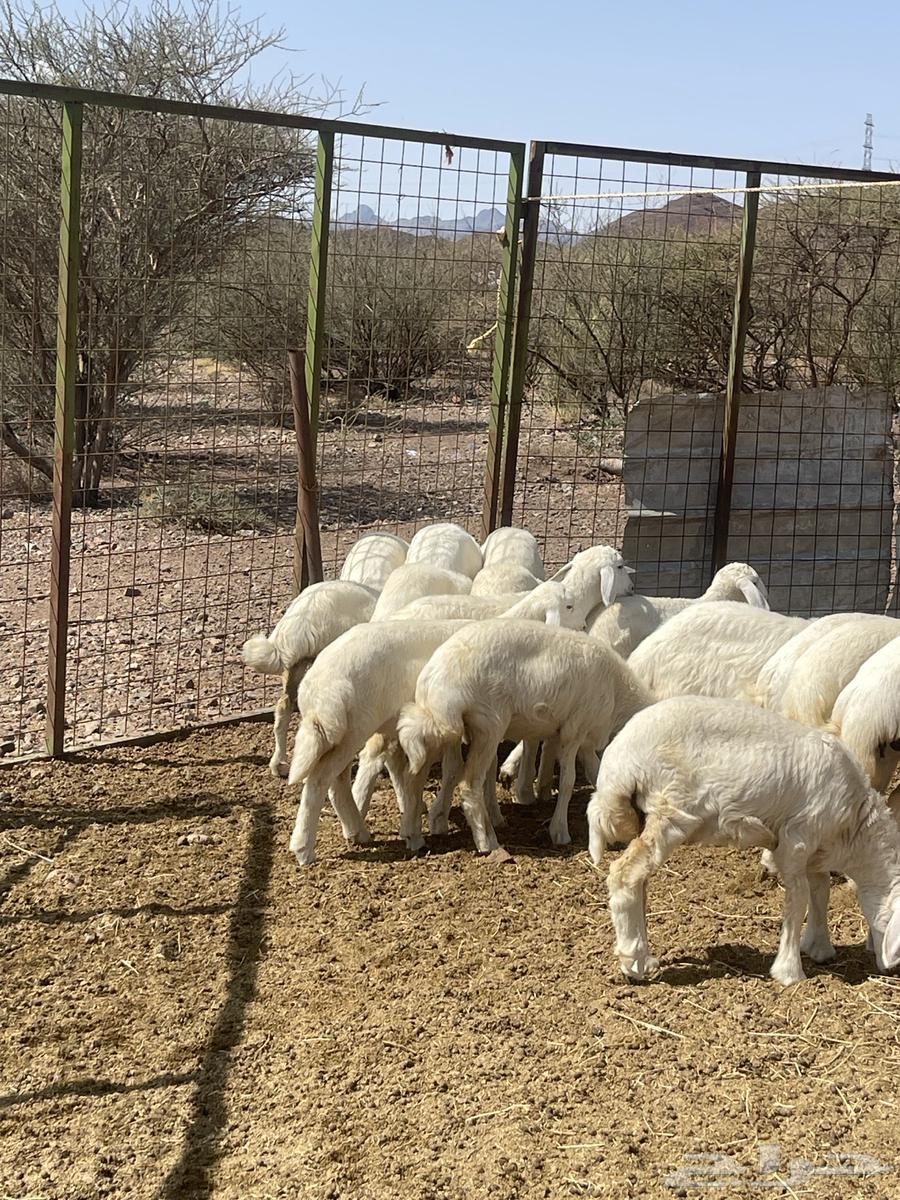 رخال ( تم البيع )64575000266755113