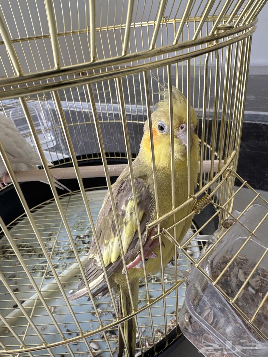 انثى كروان للبيع64620429785089111