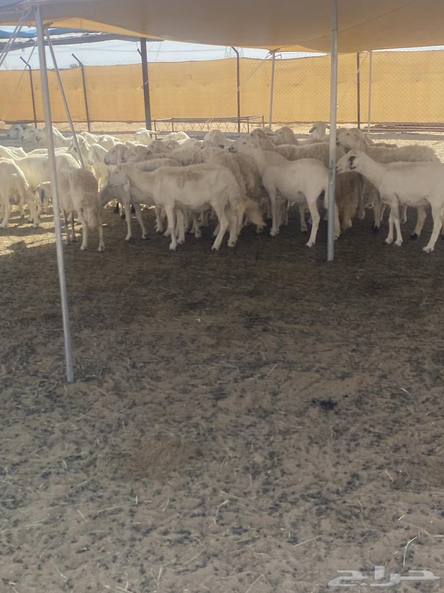 80 Harsh sheep from Mraih, including 6 lambs and 6 rams64619705134082110