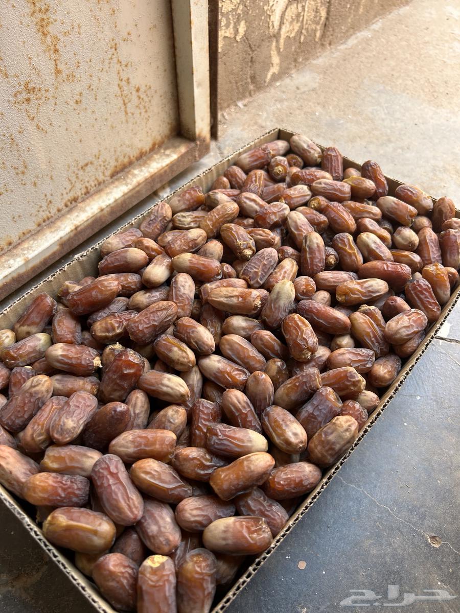 Mutlabban (Labanah) from Suleimani Dates64621492445697111