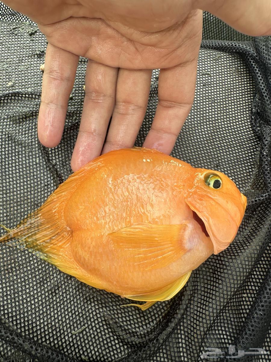 سمكه زينه ريد بولار64618502105091111