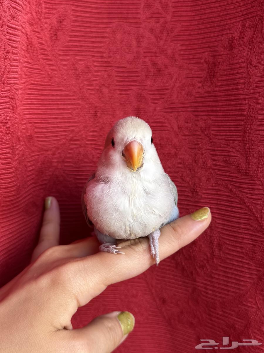 طير روز اليف هدد نشبهه مناسب للاطفال و الكبار64621117401345111