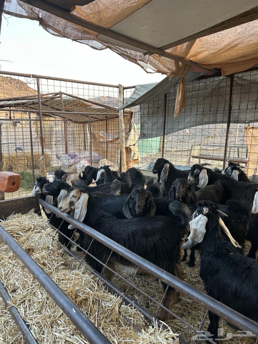 تيوس طيبه64623146728194112