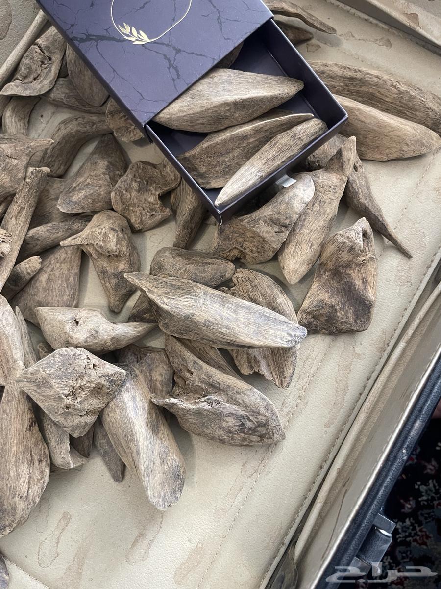 عود مروكي طبيعي (دبل وتربل) فاخر64620230159106112