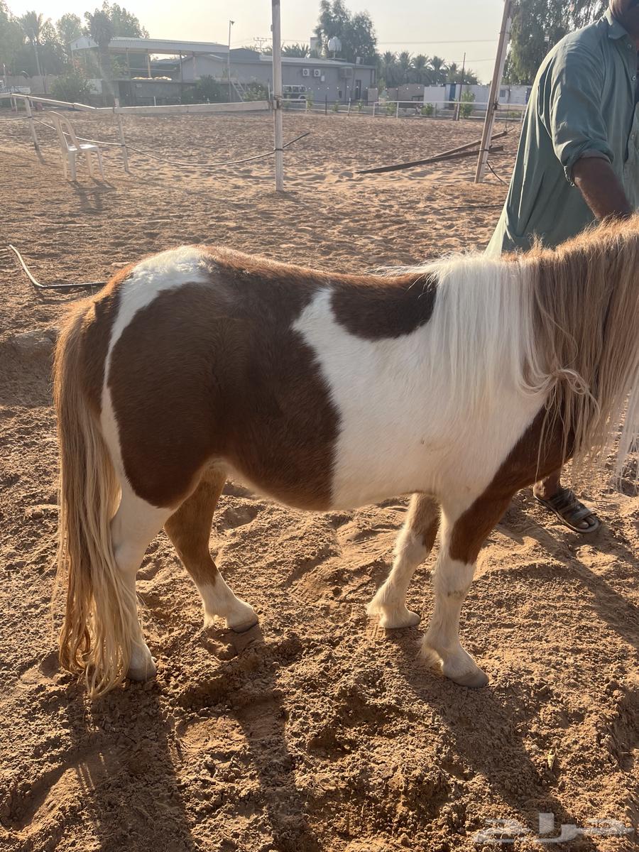 سيسي للبيع العمر تقريبا 3سنوات64621929235075112